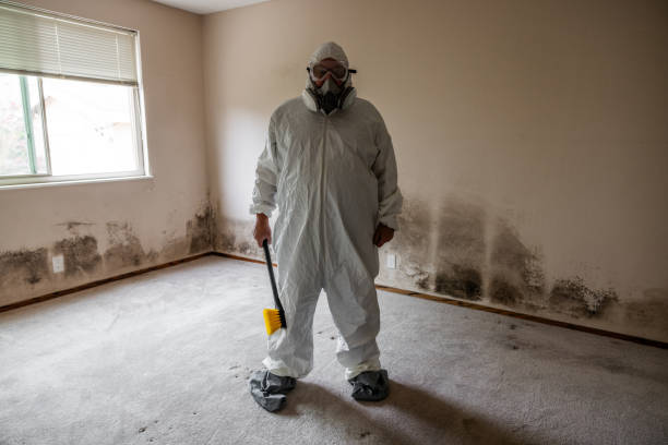 Trusted Hudson, CO Mold Inspection, Removal & Remediation Experts